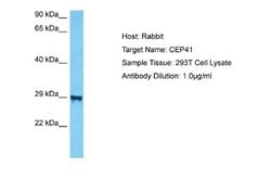 TSGA14 Rabbit anti-Human, Polyclonal, Novus Biologicals 0.1 mL | Buy Online | Novus Biologicals | Fisher Scientific